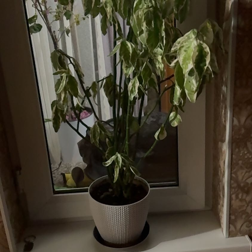 Photo of the plant species devil's backbone by @CuddlyKanna3 named Demi on Greg, the plant care app