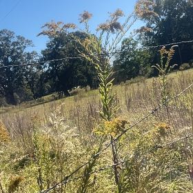 Photo of the plant species Rough Canada Goldenrod by @SecureAlpinefir named Osmo on Greg, the plant care app