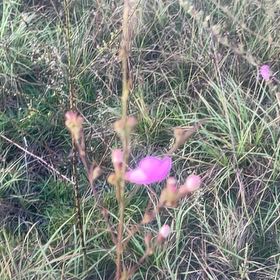Photo of the plant species Pinepink by @SecureAlpinefir named Clooney on Greg, the plant care app