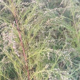 Photo of the plant species Dog Fennel by @SecureAlpinefir named Nithin on Greg, the plant care app