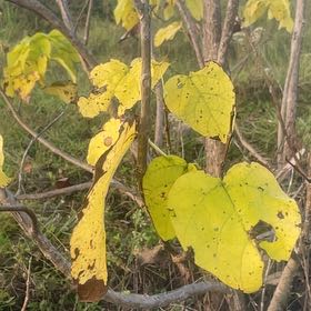 Photo of the plant species Catalpa by @SecureAlpinefir named Denali on Greg, the plant care app