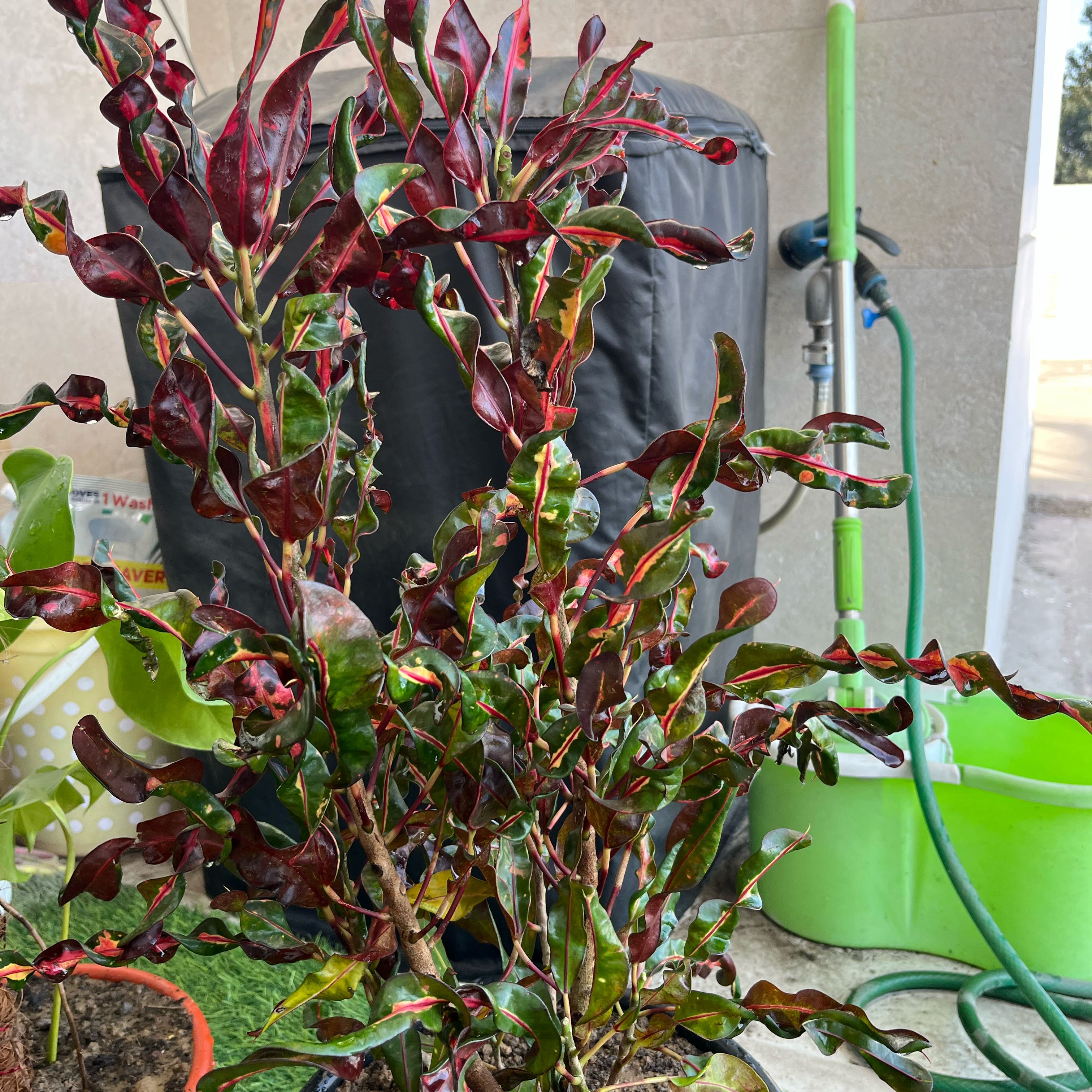 Photo of the plant species Curly Croton Tree by @SkilledHoya72 named Bigleef Smalls on Greg, the plant care app