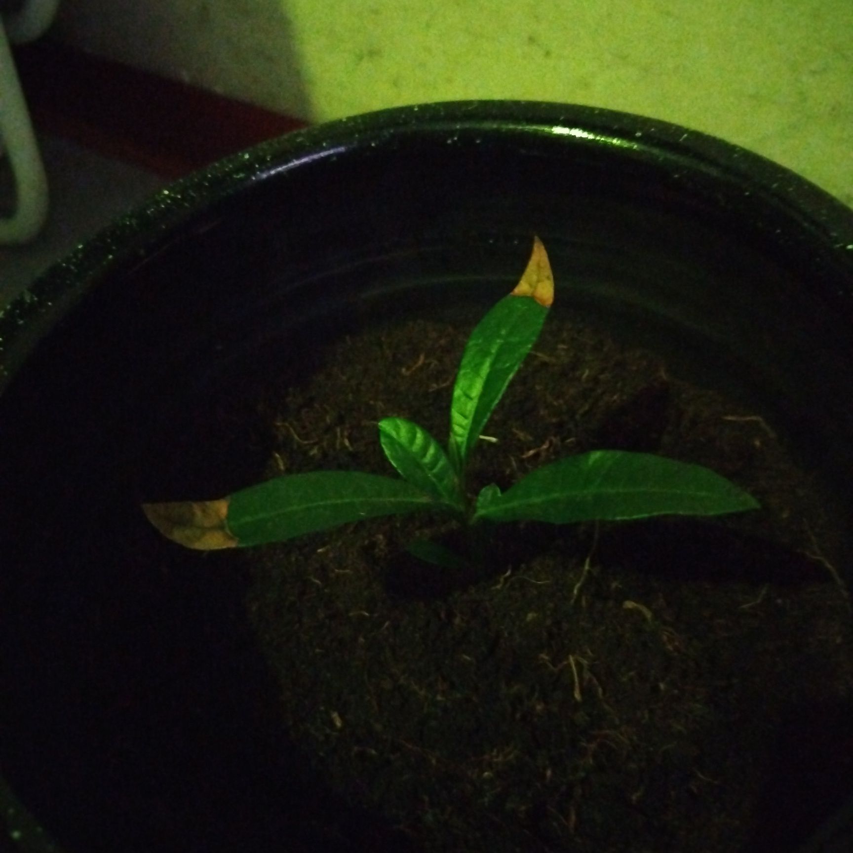 Photo of the plant species Lucuma by @LuxuryChervil named Lúcuma on Greg, the plant care app