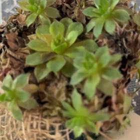 Photo of the plant species Rose Moss by @LikelyTule3 named Ulysses S Plant on Greg, the plant care app