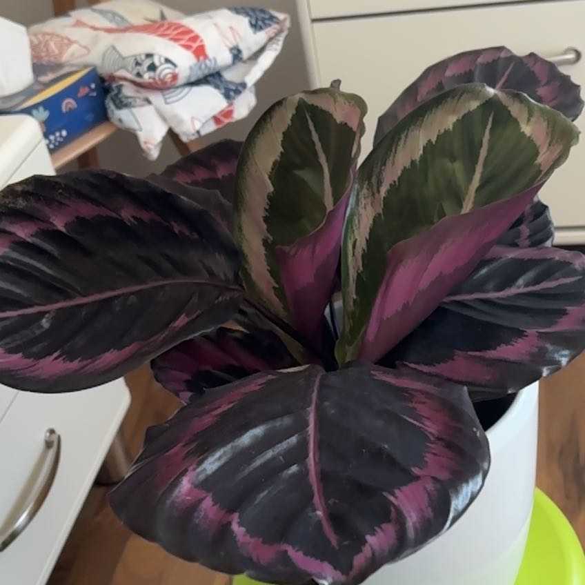 Photo of the plant species Calathea Surprise Star by @ZingClusia58 named Marley on Greg, the plant care app