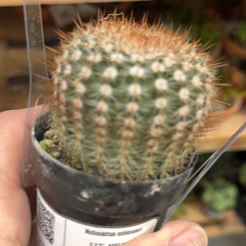 Photo of the plant species Crested Scarlet Ball Cactus by @BabyWoreya37 named Harper on Greg, the plant care app