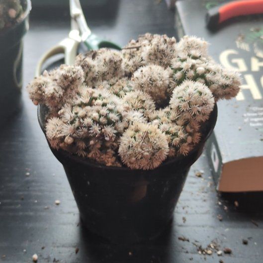 Photo of the plant species Thimble Cactus f. monstrose by @PatientTaro named Planty on Greg, the plant care app