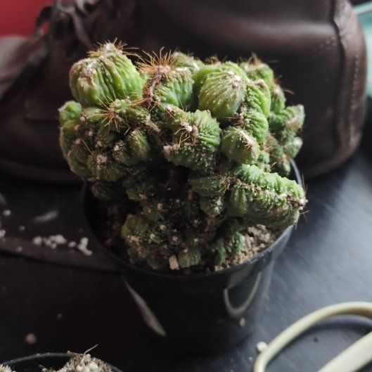 Photo of the plant species Cereus 'Yoke Num Chote' by @PatientTaro named Walt on Greg, the plant care app