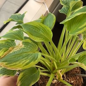 Photo of the plant species Hosta 'Wide Brim' by @HotJellycup65 named Marley on Greg, the plant care app