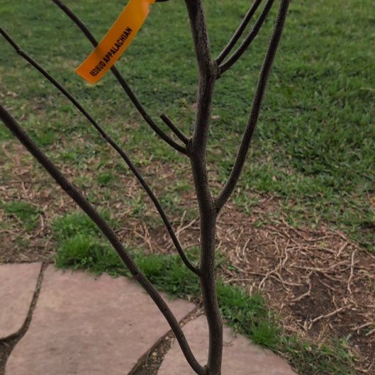 Photo of the plant species Appalachian Redbud by @PropheticGarlic named Forrest on Greg, the plant care app