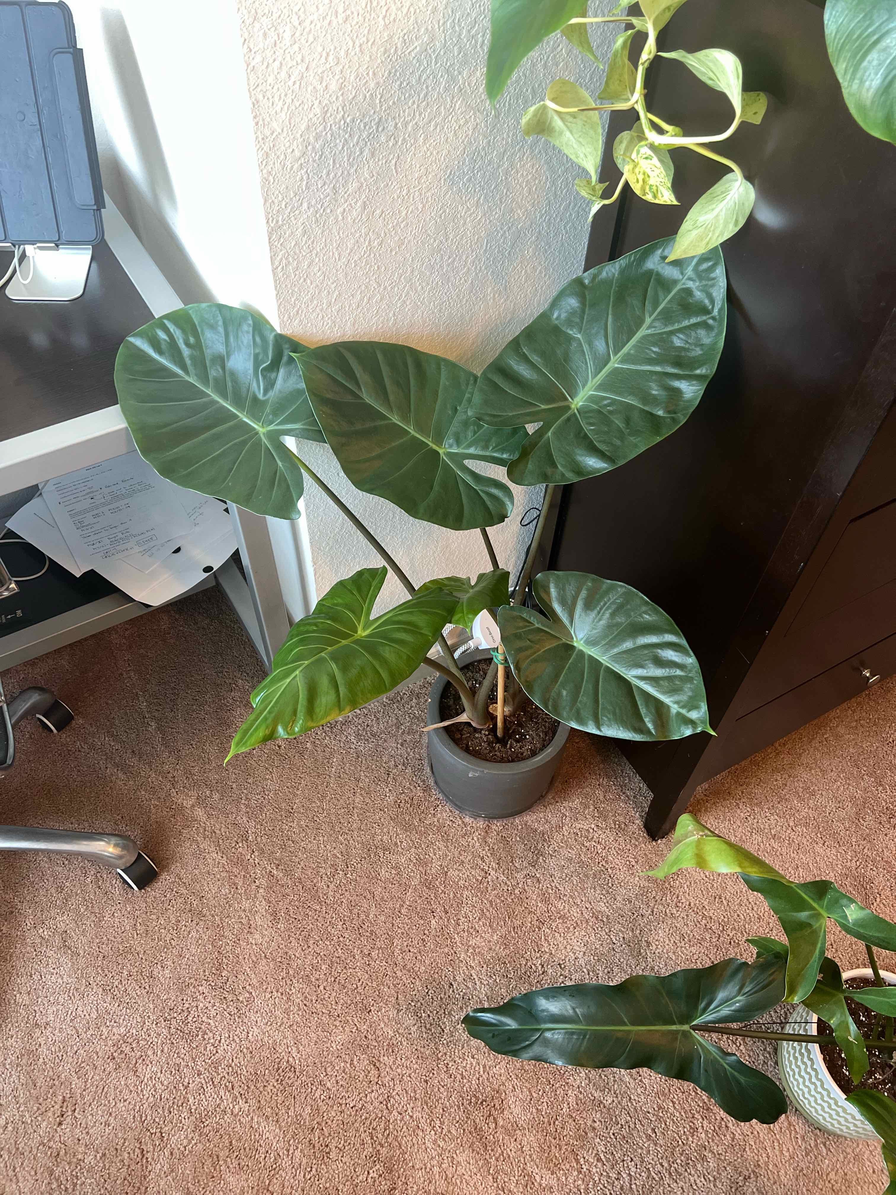 Photo of the plant species Kuching Mask Elephant Ear by @Eli842003 named Taylor Swift on Greg, the plant care app