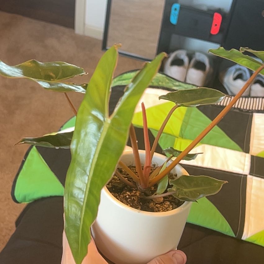 Philodendron billietiae plant in a white pot with healthy green leaves.