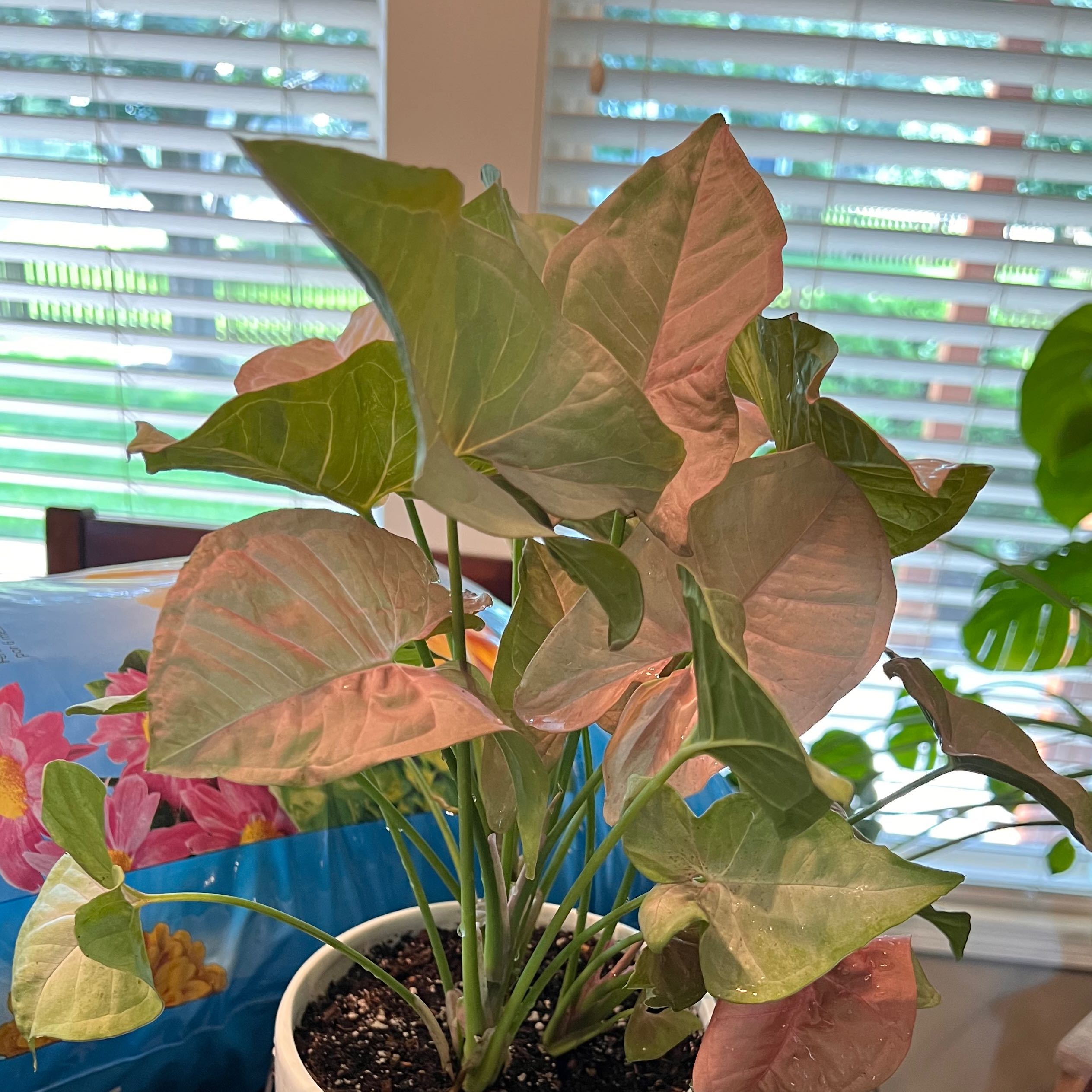Syngonium 'Pink Spot' plant in a white pot with green and pink leaves.