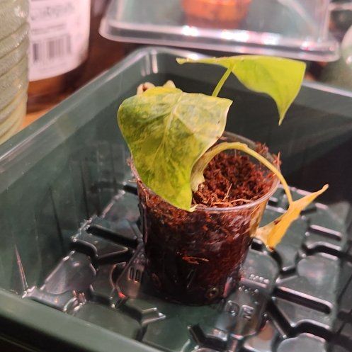 Photo of the plant species Alocasia California by @FantasticChosmo named Girlfrond on Greg, the plant care app