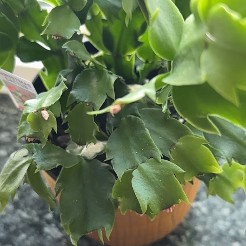 Photo of the plant species White Thanksgiving Cactus by @VipShallot2 named Denali on Greg, the plant care app