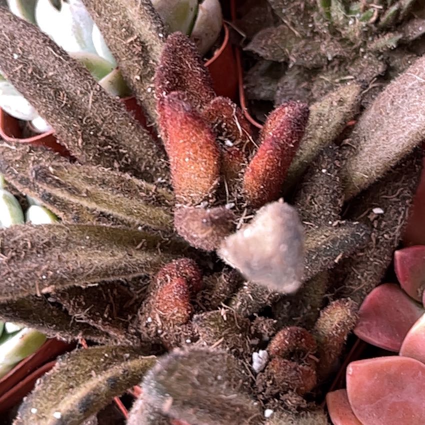 Photo of the plant species Hartweg's Wild Ginger by @OrganizedNoni26 named Tolkien on Greg, the plant care app