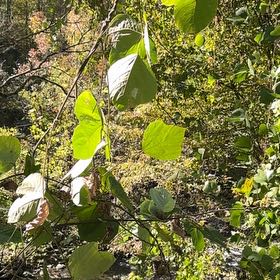 Photo of the plant species Kudzu by @ForcefulBagpod named Gomez on Greg, the plant care app