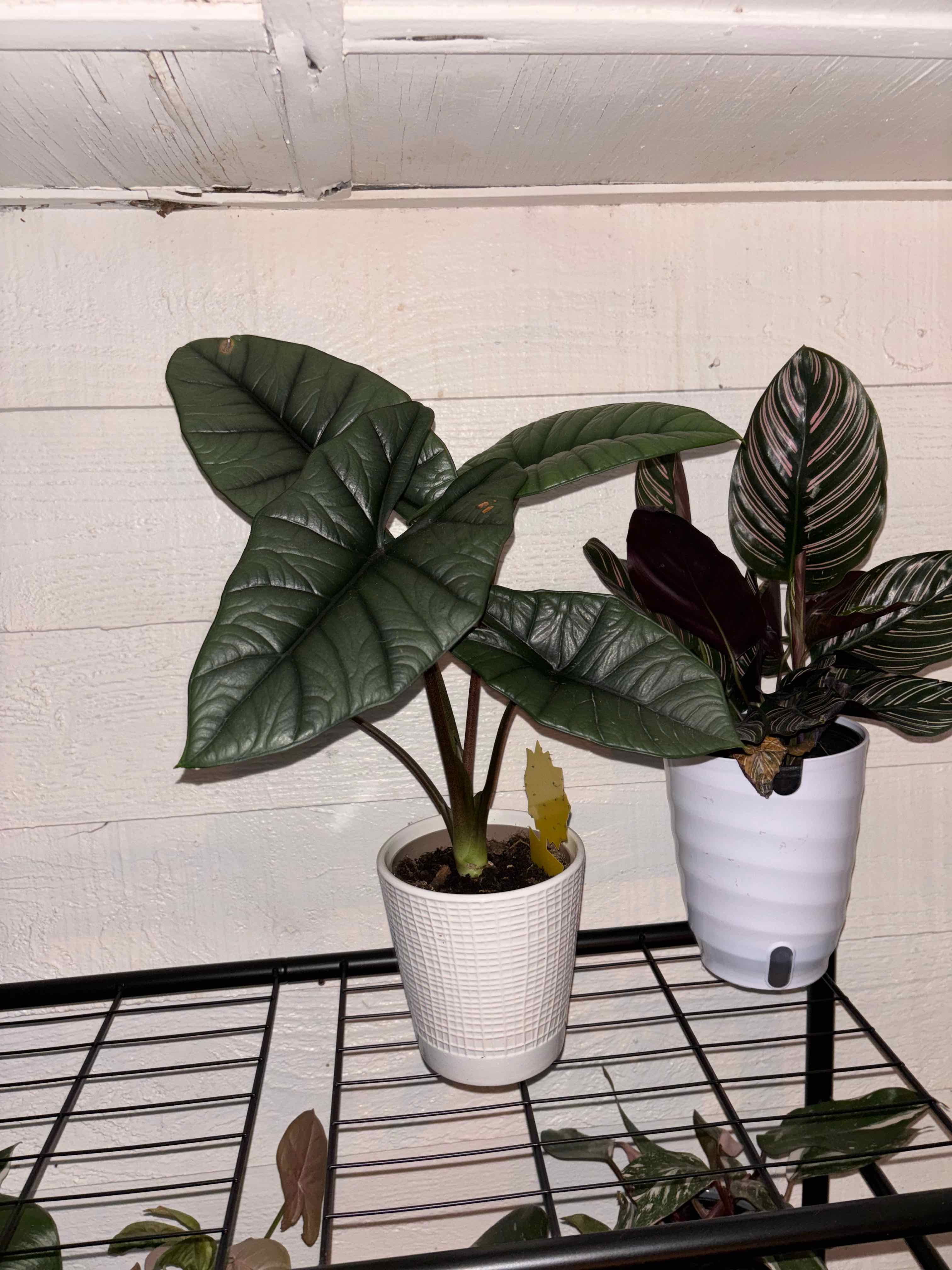 Photo of the plant species Alocasia 'Mythic Quicksilver' by @gemini_my named Curie on Greg, the plant care app