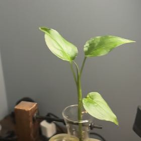 Photo of the plant species Dieffenbachia 'Tropic Marianne' by @gemini_my named Dieffenbachia on Greg, the plant care app