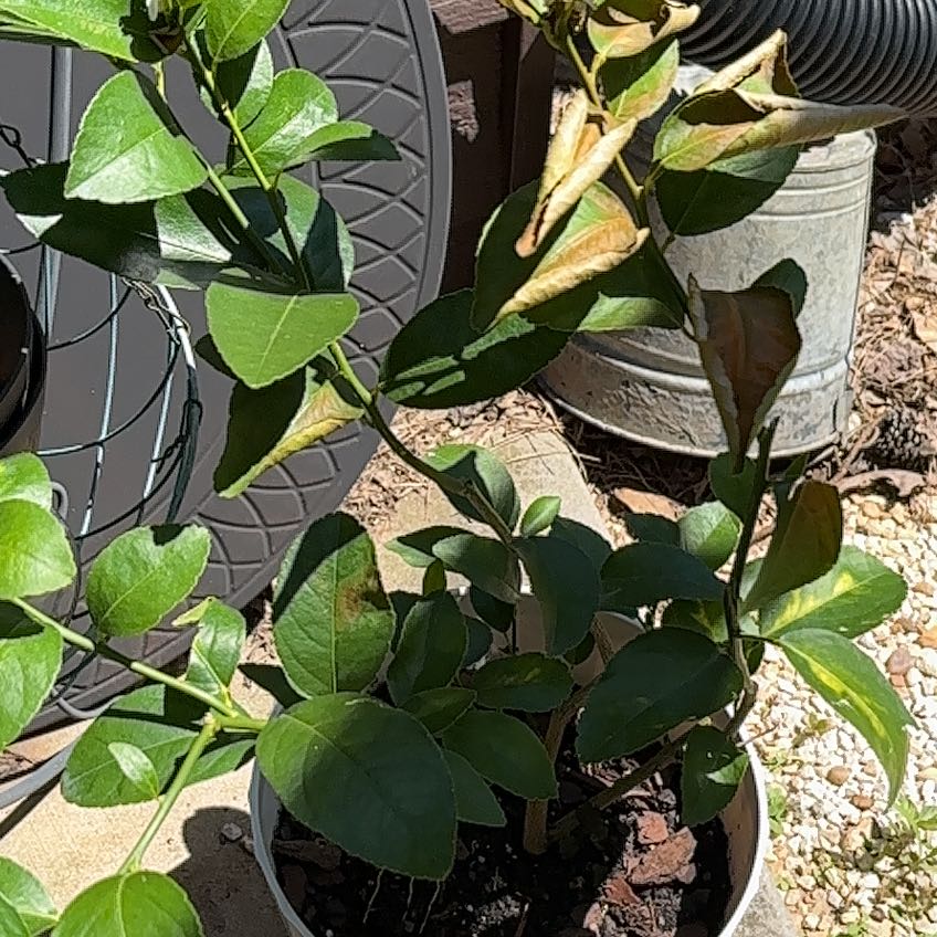 Photo of the plant species Key Lime Tree by @gemini_my named Lime Tree on Greg, the plant care app
