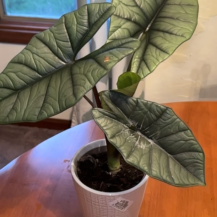 Photo of the plant species Alocasia 'Mythic Quicksilver' by @gemini_my named Curie on Greg, the plant care app