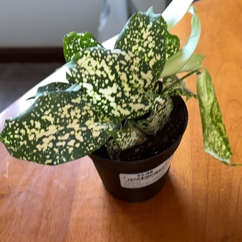 Photo of the plant species Dracaena 'Florida Beauty' by @gemini_my named Florida Beauty Dracaena on Greg, the plant care app