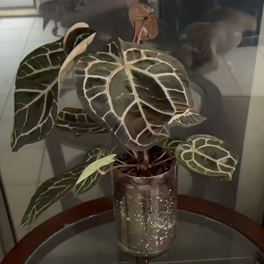 Photo of the plant species Anthurium Doc Block Michelle by @gemini_my named Anthurium Doc Block Michelle on Greg, the plant care app