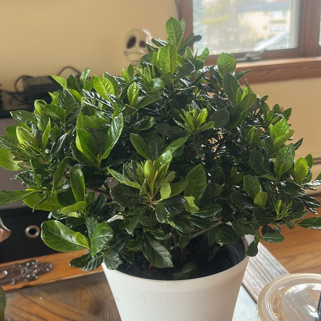 Photo of the plant species Star Gardenia by @KeySedge81 named Stella on Greg, the plant care app