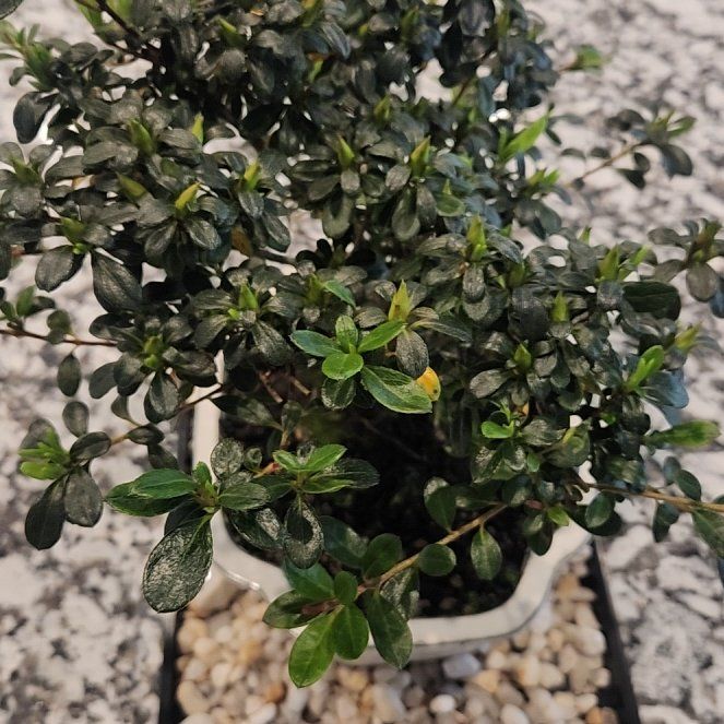 Photo of the plant species Azalea Bonsai by @AlertCorkelm named Diana on Greg, the plant care app