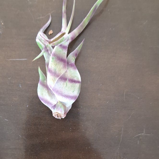 Photo of the plant species Banded Airplant by @ZarfCatbrier18 named Hemingway on Greg, the plant care app