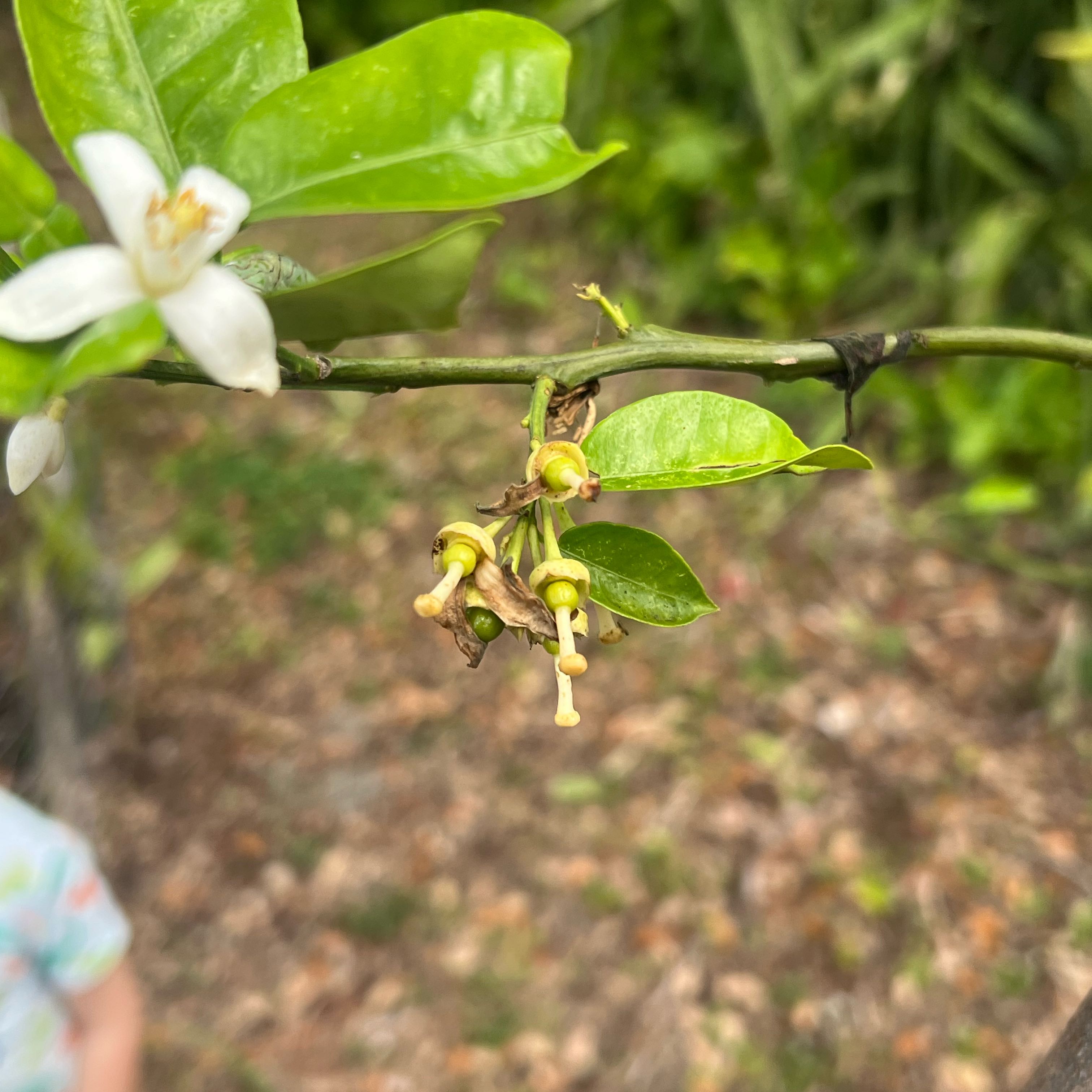 Photo of the plant species Chinotto by @AwesomelyBlue18 named Shakira on Greg, the plant care app