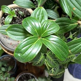 Photo of the plant species Medillina by @LivelyBunnyears named Winston on Greg, the plant care app