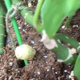 Photo of the plant species Papaya by @DeluxeGraypine named Willow on Greg, the plant care app