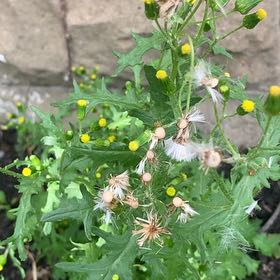 Photo of the plant species Groundsel by @WorldlyFeltbush named Osmo on Greg, the plant care app