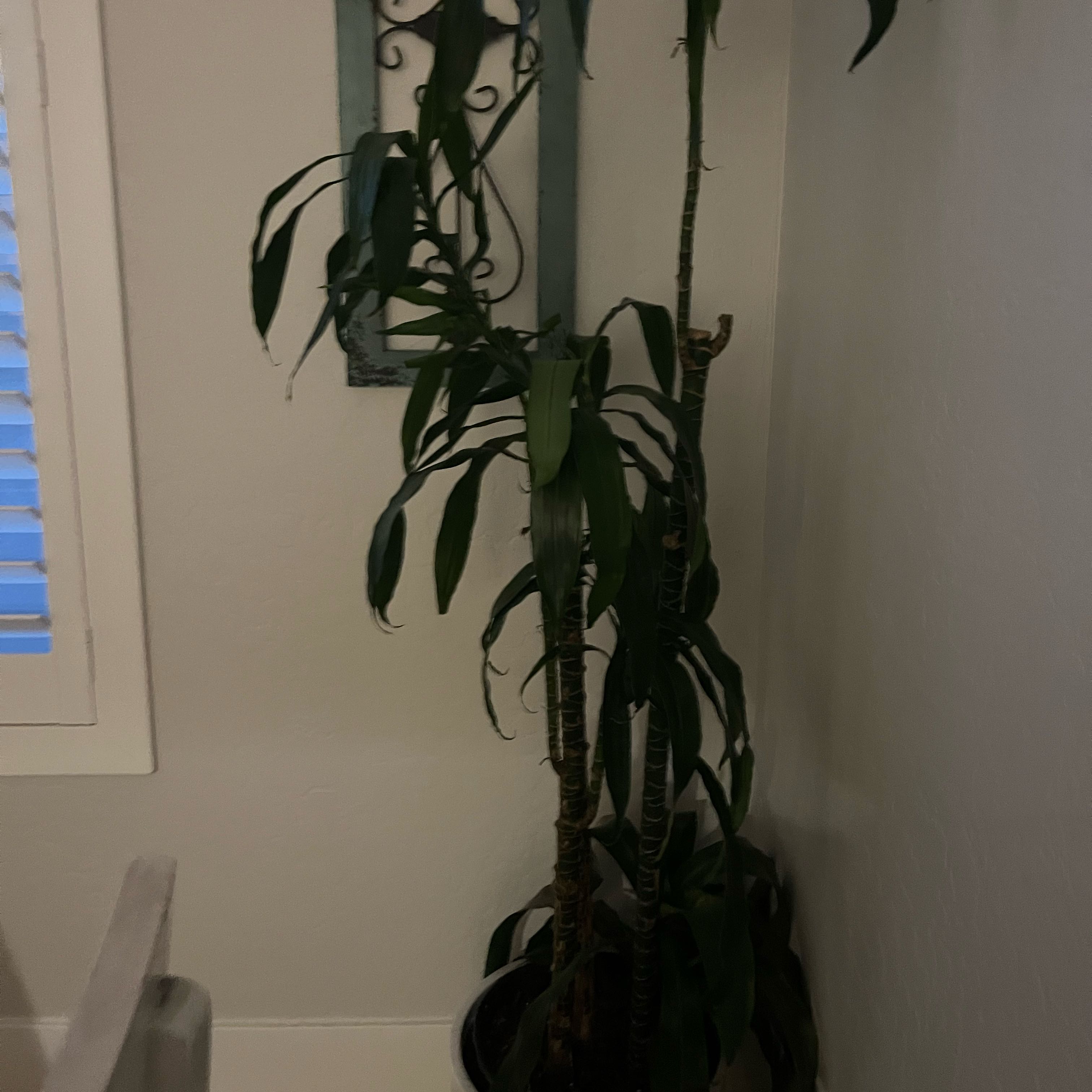 Photo of the plant species Dracaena 'Hawaiian Sunshine' by @Goofystarplants named Princess on Greg, the plant care app