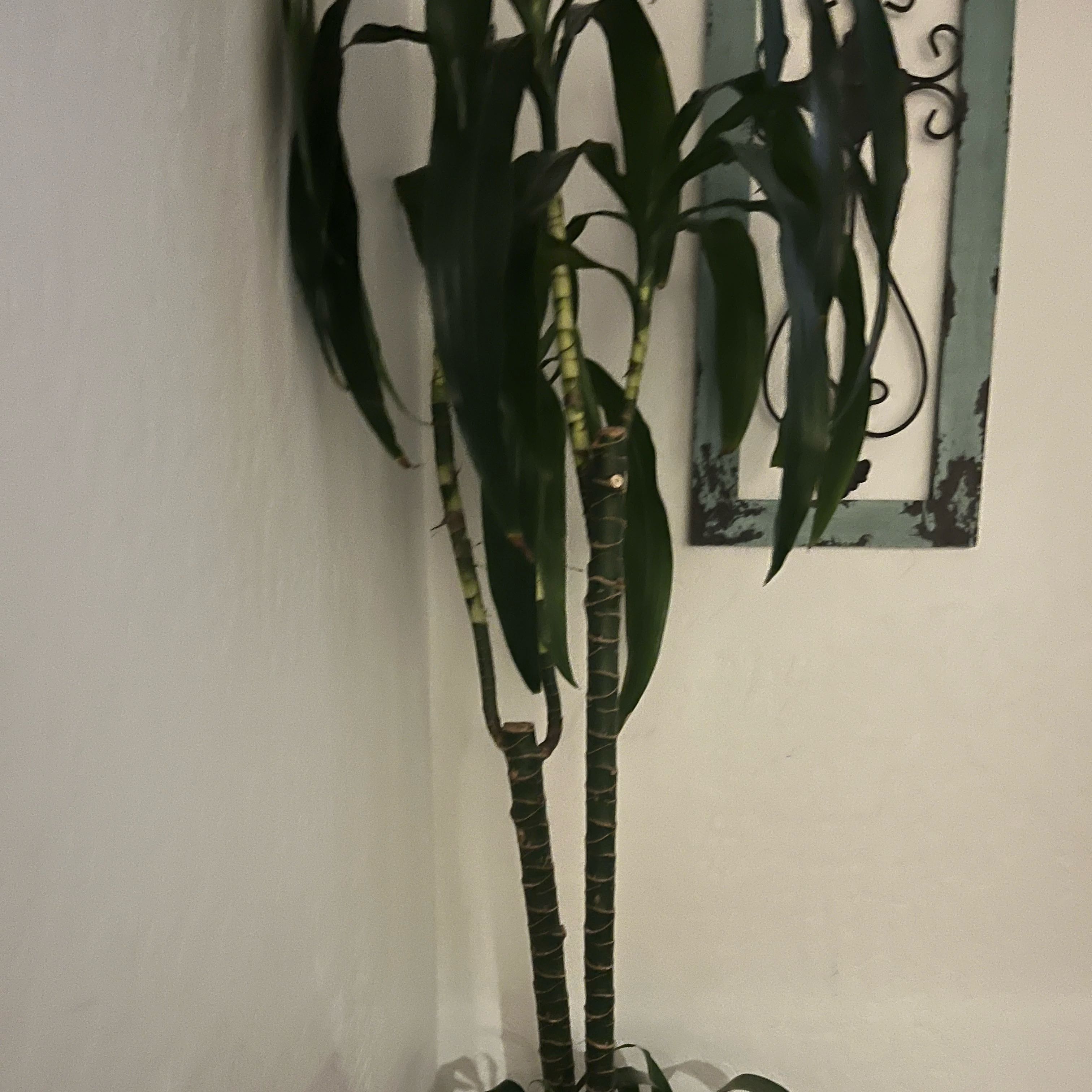 Photo of the plant species Dracaena 'Hawaiian Sunshine' by @Goofystarplants named Prince on Greg, the plant care app