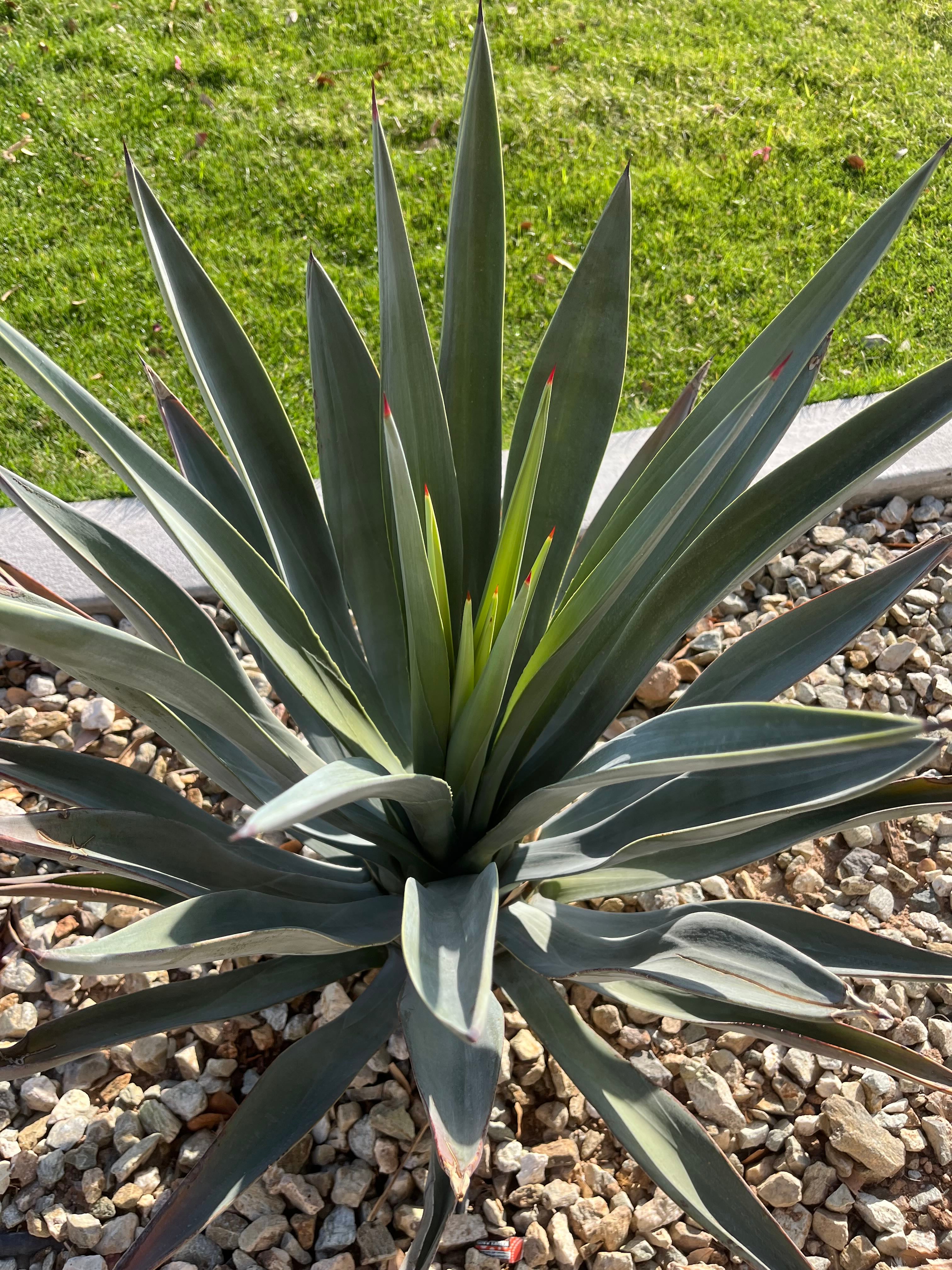 Agave 'Awakening Angel' Plant Care: Water, Light, Nutrients | Greg