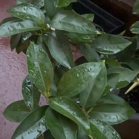 Photo of the plant species Blood Orange Tree by @VipOrchids27 named Terra on Greg, the plant care app