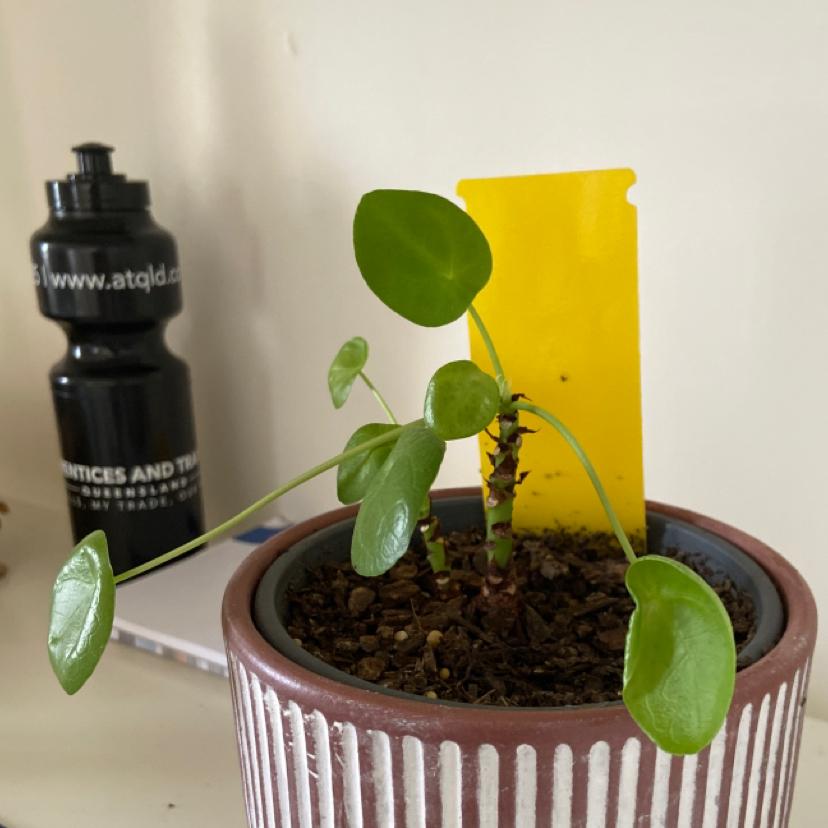 Chinese Money Plant plant photo by @Esther2005 named lea on Greg, the plant care app.
