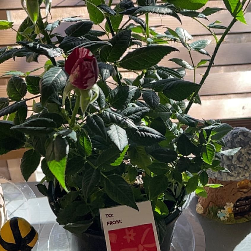 Photo of the plant species Miniature Rose by @SirZzplant33 named Queen of Hearts on Greg, the plant care app