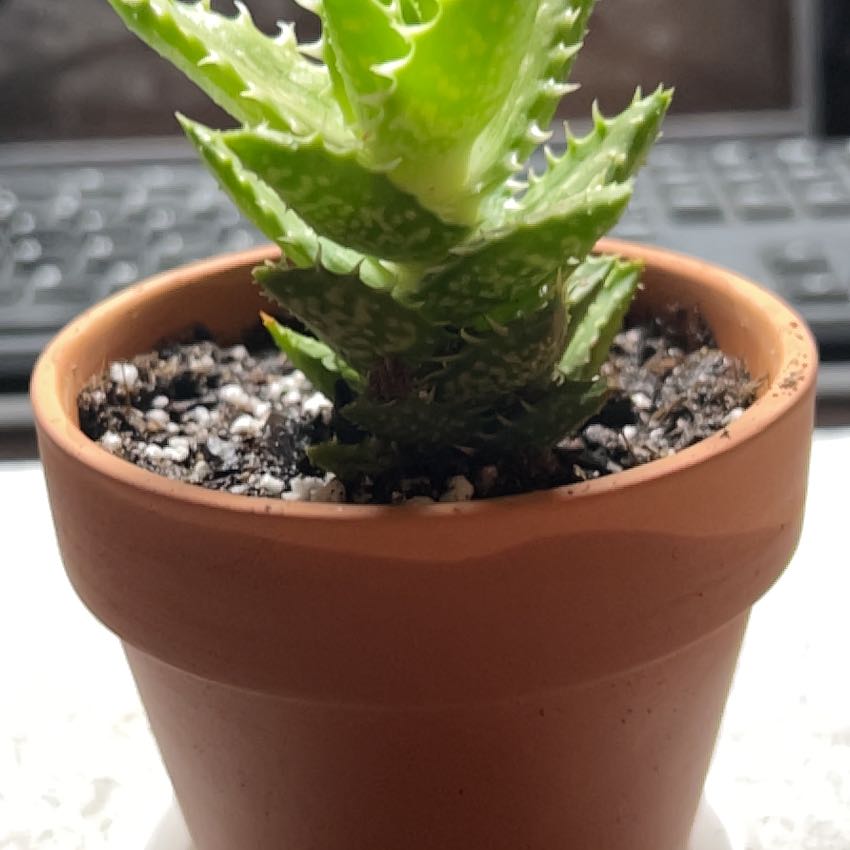 Photo of the plant species Yemen Aloe by @PetGoldwire18 named Mochi on Greg, the plant care app