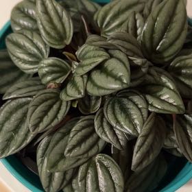 Photo of the plant species Peperomia San Marino by @PetGoldwire18 named Harper on Greg, the plant care app