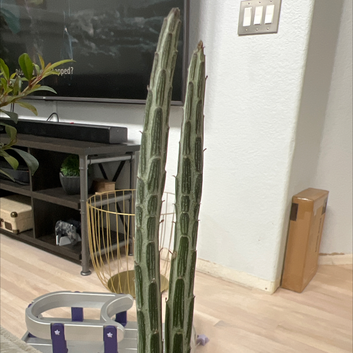 Photo of the plant species Swizzle Sticks by @PetGoldwire18 named Captain Plant-it on Greg, the plant care app