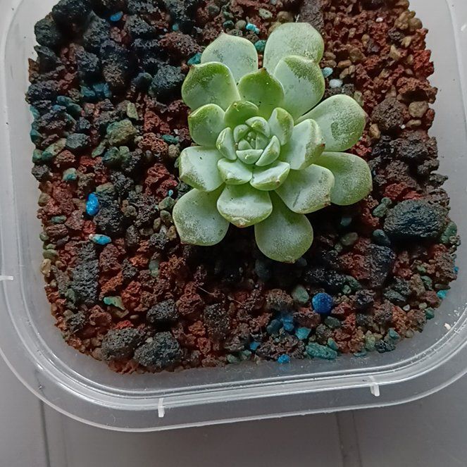 Photo of the plant species Echeveria 'Blue Minima' by @RomanticMint named Lola on Greg, the plant care app