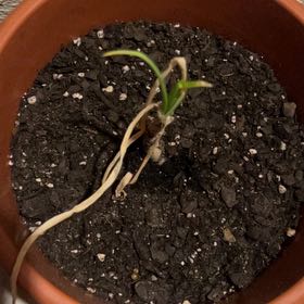 Photo of the plant species White Onion by @LikelyAraguaney named Gomez on Greg, the plant care app