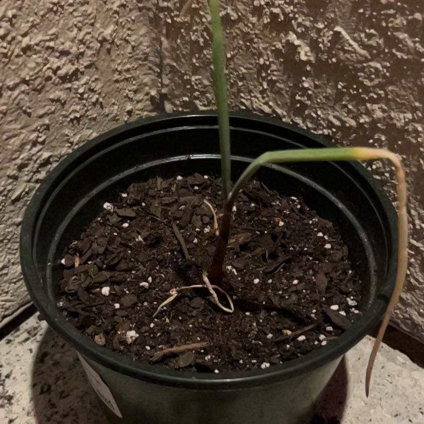 Photo of the plant species Red Onion by @LikelyAraguaney named Homer on Greg, the plant care app