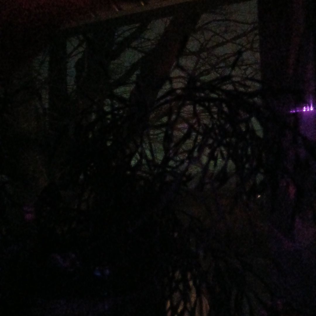 Photo of the plant species Dancing Bones Cactus by @KingsizedOxlip named Thomas on Greg, the plant care app