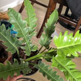 Photo of the plant species Philodendron Tiger Tooth by @ModestApplemoss named Zeus on Greg, the plant care app