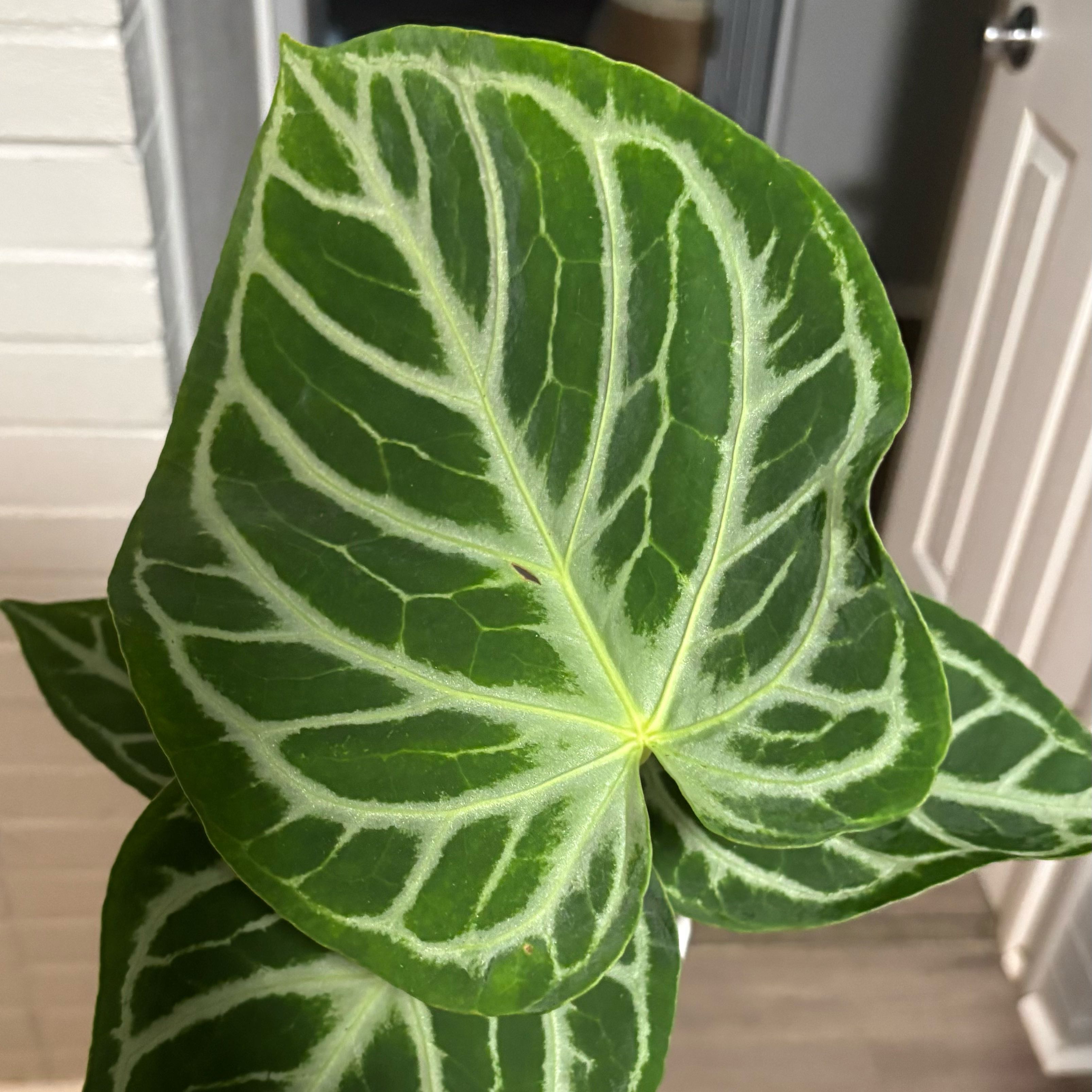 Photo of the plant species Anthurium by @ModestApplemoss named Gaga on Greg, the plant care app