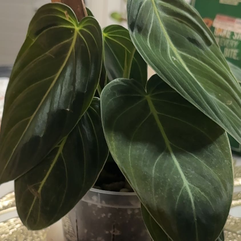 Photo of the plant species Philodendron Melanochrysum x Verrucosum by @ModestApplemoss named Diana on Greg, the plant care app